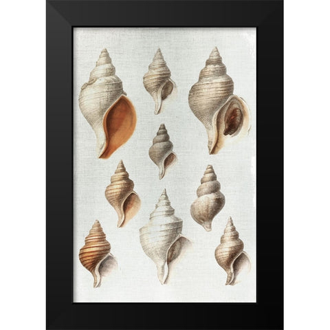 Conch Shells Black Modern Wood Framed Art Print by Allen, Kimberly