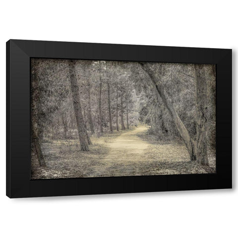 Forest of Dreams Black Modern Wood Framed Art Print by Kimberly, Allen