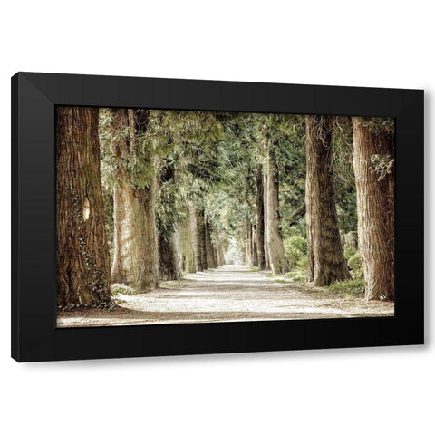 Along the Path Black Modern Wood Framed Art Print with Double Matting by Kimberly, Allen