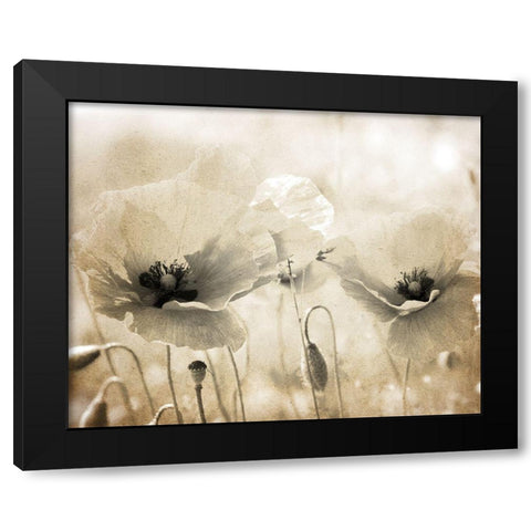 Vintage Poppy 1 Black Modern Wood Framed Art Print with Double Matting by Kimberly, Allen