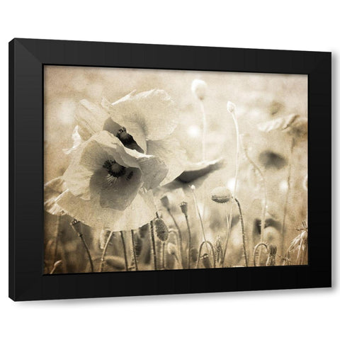 Vintage Poppy 2 Black Modern Wood Framed Art Print with Double Matting by Kimberly, Allen