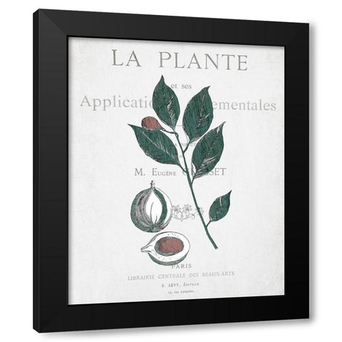 Botanical 3 Black Modern Wood Framed Art Print by Kimberly, Allen