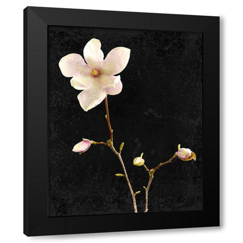 Magnolia on Black 1 Black Modern Wood Framed Art Print by Kimberly, Allen