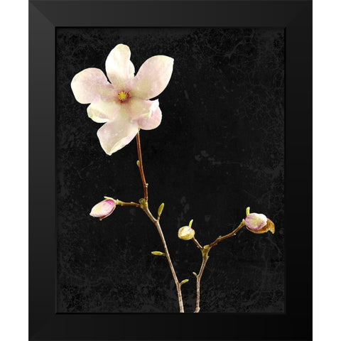 Magnolia on Black 1 Black Modern Wood Framed Art Print by Kimberly, Allen