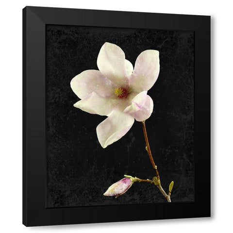 Magnolia on Black 2 Black Modern Wood Framed Art Print by Kimberly, Allen