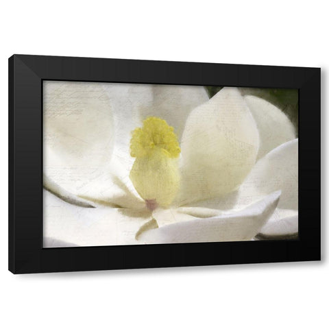Carte Postale Magnolia Bloom Black Modern Wood Framed Art Print by Kimberly, Allen