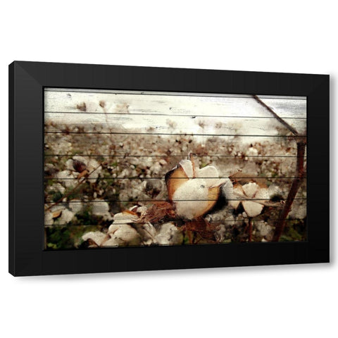 Cotton Field 1 Black Modern Wood Framed Art Print with Double Matting by Kimberly, Allen