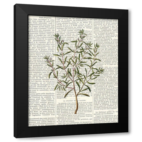 Fresh Herbs 2 Black Modern Wood Framed Art Print with Double Matting by Allen, Kimberly