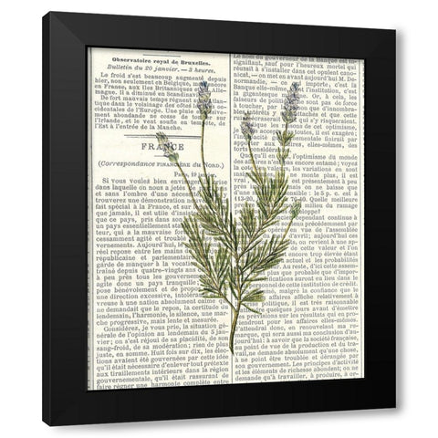 Fresh Herbs 4 Black Modern Wood Framed Art Print with Double Matting by Allen, Kimberly