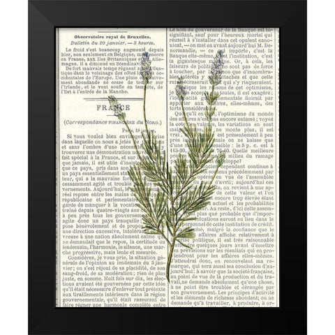 Fresh Herbs 4 Black Modern Wood Framed Art Print by Allen, Kimberly