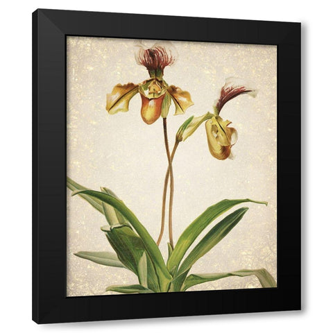 Orchids  1 Black Modern Wood Framed Art Print by Kimberly, Allen