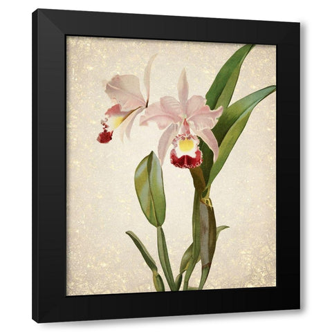 Orchids  2 Black Modern Wood Framed Art Print by Kimberly, Allen