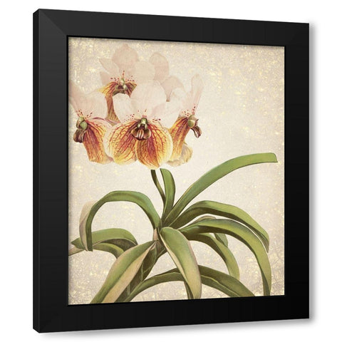 Orchids 3 Black Modern Wood Framed Art Print by Kimberly, Allen