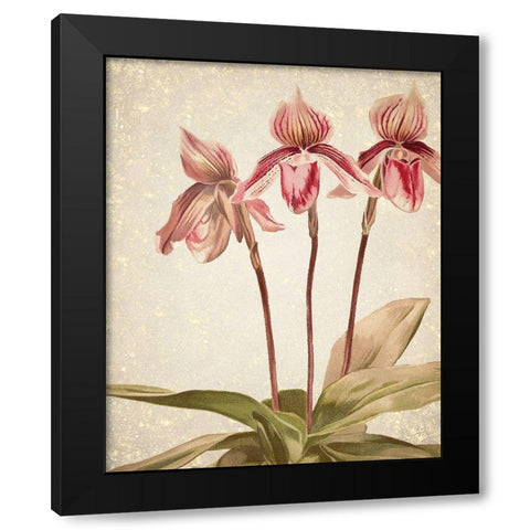 Orchids 4 Black Modern Wood Framed Art Print with Double Matting by Kimberly, Allen