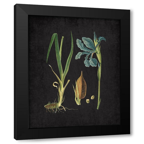 Blue Iris 1 Black Modern Wood Framed Art Print by Kimberly, Allen