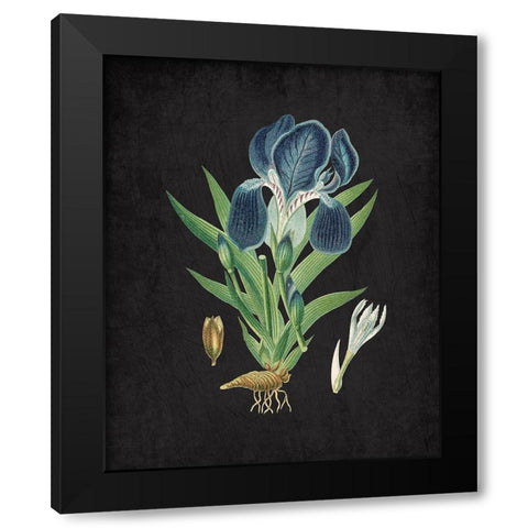 Blue Iris 3 Black Modern Wood Framed Art Print by Kimberly, Allen