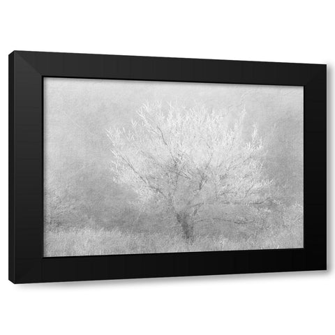 Silver Dreaming Tree Black Modern Wood Framed Art Print by Kimberly, Allen