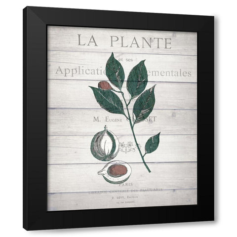 Botanical C v2 Black Modern Wood Framed Art Print by Kimberly, Allen