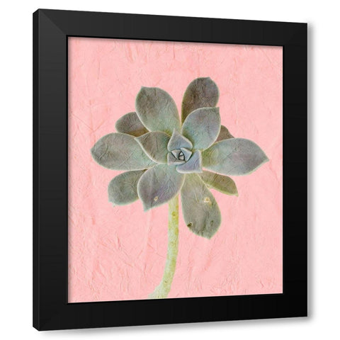 On Pink B Black Modern Wood Framed Art Print with Double Matting by Kimberly, Allen