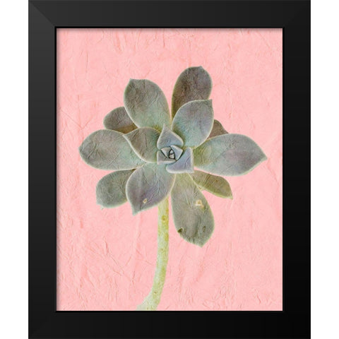 On Pink B Black Modern Wood Framed Art Print by Kimberly, Allen