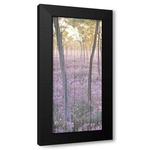 Sunset through the Trees 1 Black Modern Wood Framed Art Print with Double Matting by Kimberly, Allen