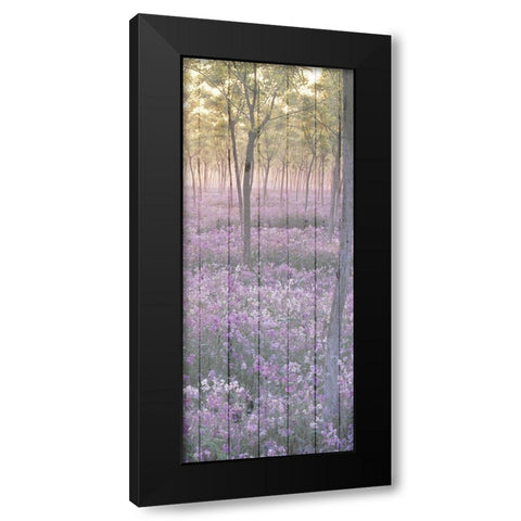 Sunset through the Trees 2 Black Modern Wood Framed Art Print with Double Matting by Kimberly, Allen