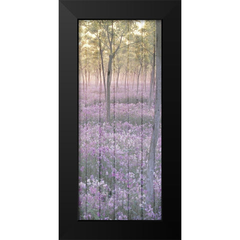 Sunset through the Trees 2 Black Modern Wood Framed Art Print by Kimberly, Allen