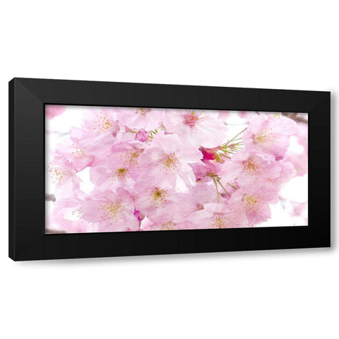 Paris in Bloom 2 Black Modern Wood Framed Art Print with Double Matting by Kimberly, Allen