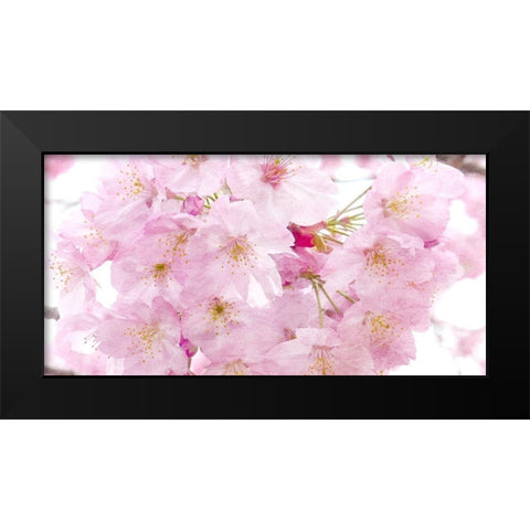 Paris in Bloom 2 Black Modern Wood Framed Art Print by Kimberly, Allen