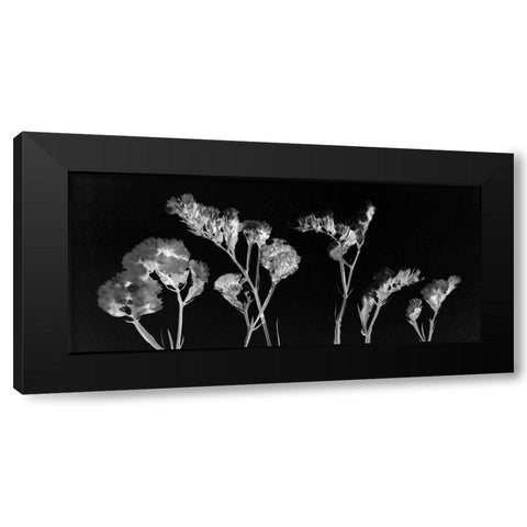 Wild Blooms Black Modern Wood Framed Art Print with Double Matting by Kimberly, Allen