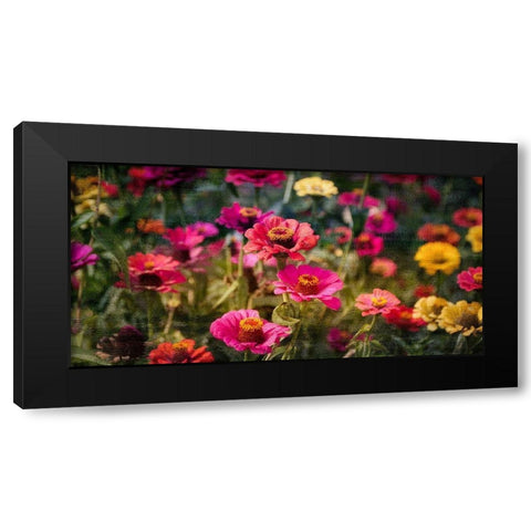 Zinnias in Bloom Black Modern Wood Framed Art Print with Double Matting by Kimberly, Allen