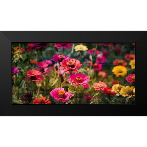 Zinnias in Bloom Black Modern Wood Framed Art Print by Kimberly, Allen