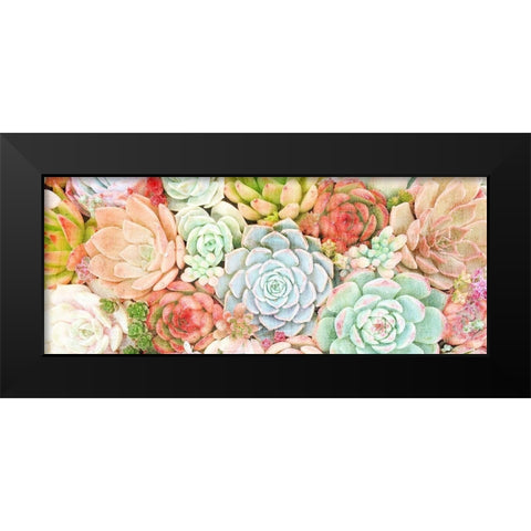 Colorful Succulents 1 Black Modern Wood Framed Art Print by Kimberly, Allen