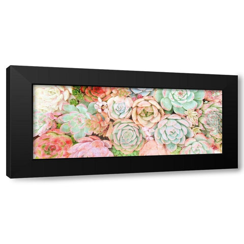Colorful Succulents 2 Black Modern Wood Framed Art Print with Double Matting by Kimberly, Allen