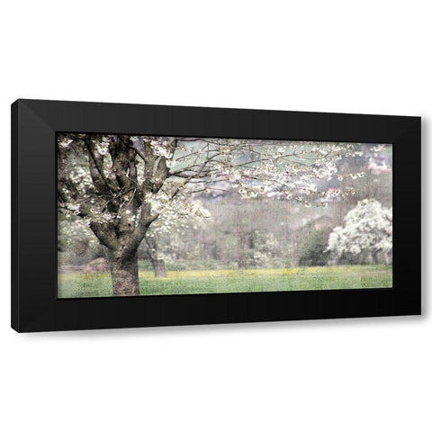 Apple Blossom Black Modern Wood Framed Art Print by Allen, Kimberly