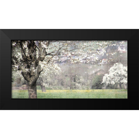 Apple Blossom Black Modern Wood Framed Art Print by Allen, Kimberly