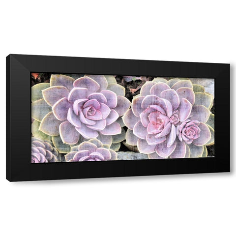 Succulents Black Modern Wood Framed Art Print by Allen, Kimberly