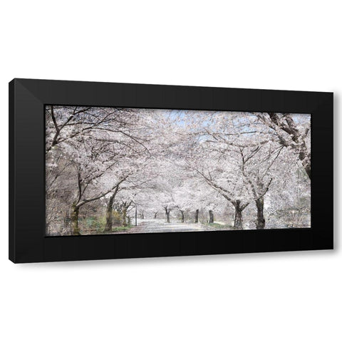 Cherry Blossom Lane Black Modern Wood Framed Art Print by Allen, Kimberly