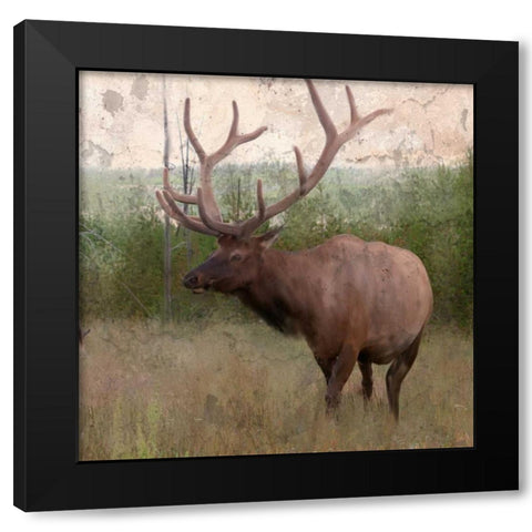 Elk Stride Black Modern Wood Framed Art Print with Double Matting by Allen, Kimberly