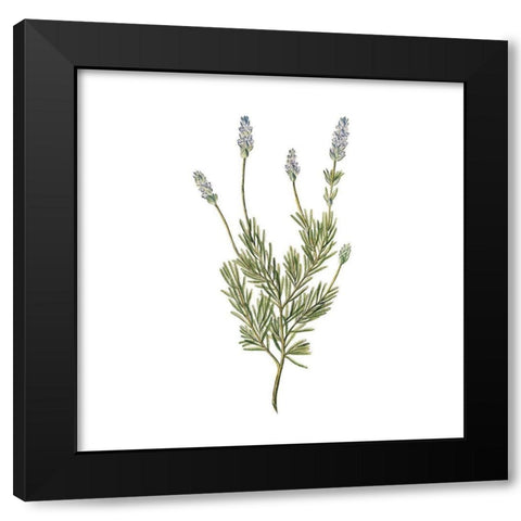 Herbs square 1 Black Modern Wood Framed Art Print by Kimberly, Allen