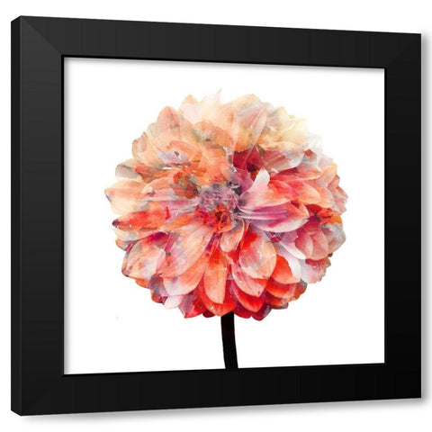 Painted Dahlia 1 Black Modern Wood Framed Art Print by Kimberly, Allen
