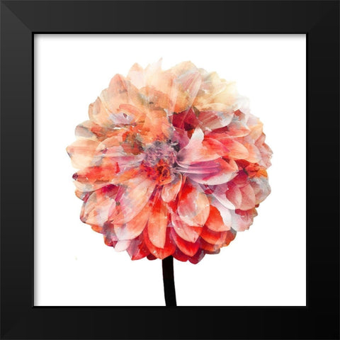 Painted Dahlia 1 Black Modern Wood Framed Art Print by Kimberly, Allen