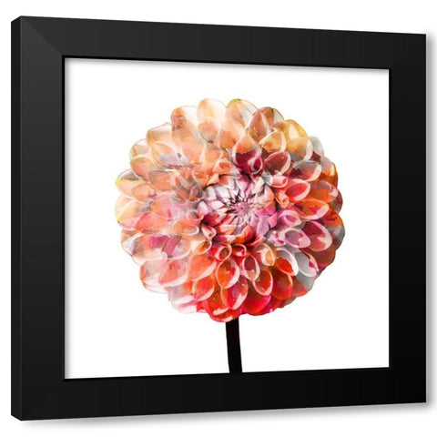 Painted Dahlia 2 Black Modern Wood Framed Art Print with Double Matting by Kimberly, Allen