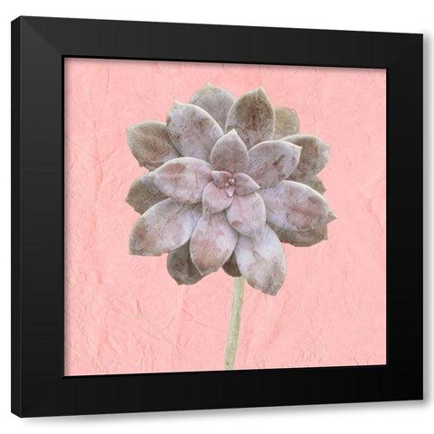 Succulent Pink Black Modern Wood Framed Art Print by Kimberly, Allen
