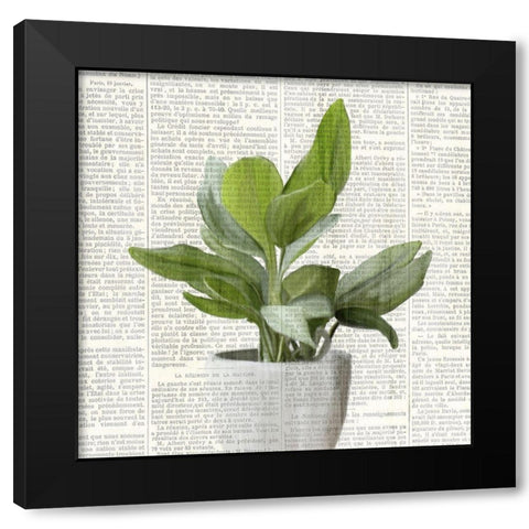 Potted Print 1 Black Modern Wood Framed Art Print with Double Matting by Kimberly, Allen