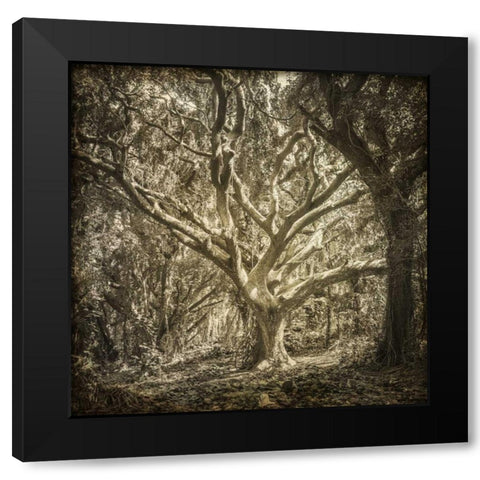 Enchanted Forest 1 Black Modern Wood Framed Art Print by Allen, Kimberly