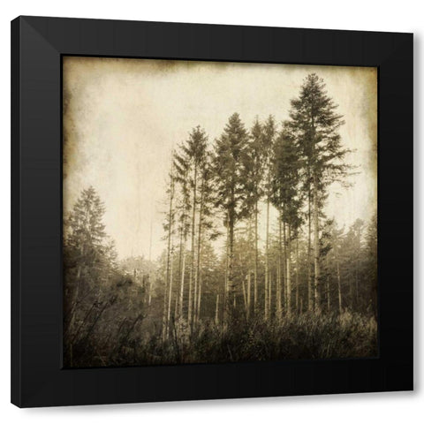Enchanted Forest 3 Black Modern Wood Framed Art Print with Double Matting by Allen, Kimberly