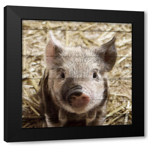 Farm Life 2 Black Modern Wood Framed Art Print with Double Matting by Kimberly, Allen