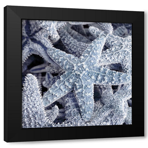 Starfish Beach 2 V3 Black Modern Wood Framed Art Print with Double Matting by Allen, Kimberly