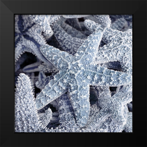 Starfish Beach 2 V3 Black Modern Wood Framed Art Print by Allen, Kimberly